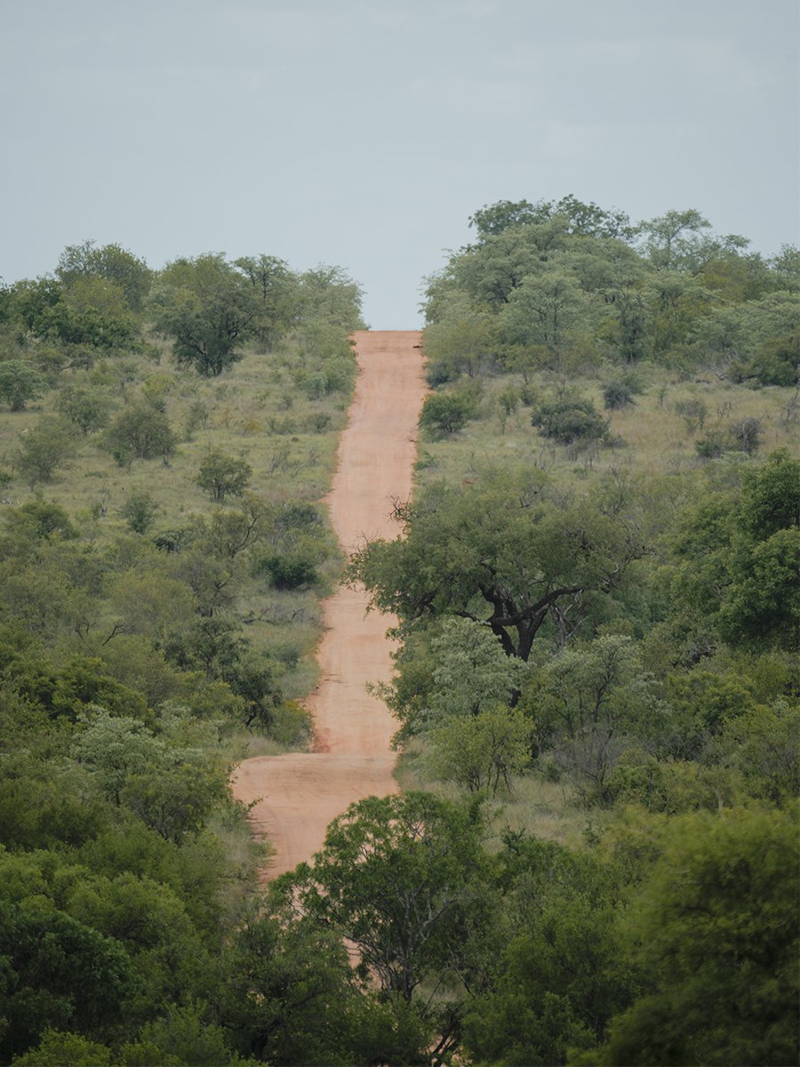 Photographie d'un chemin dans le parc Kruger en Afrique du Sud