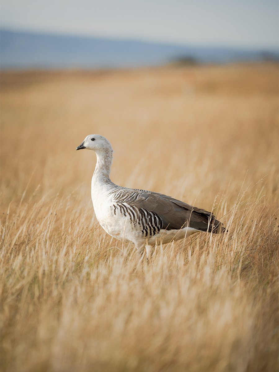 Photographie d'un oiseau en Patagonie