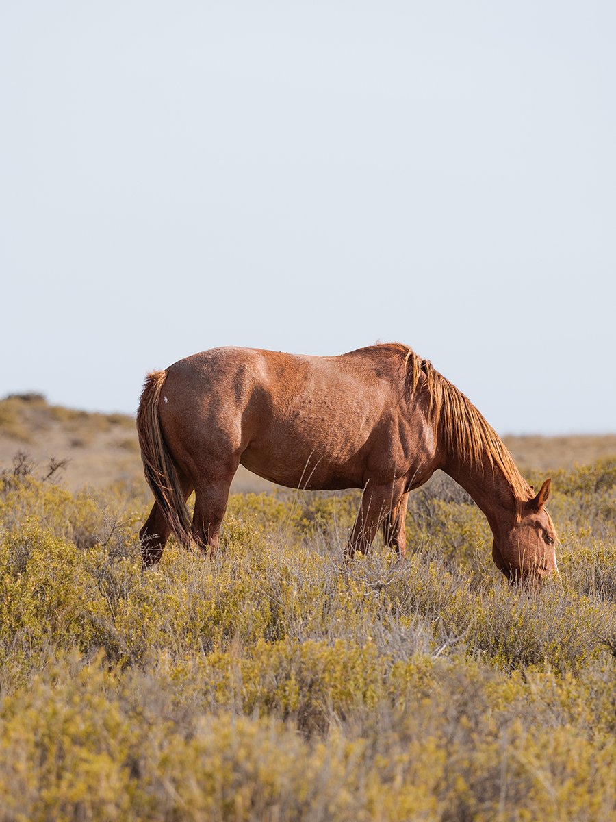 Photographie d'un cheval en Patagonie