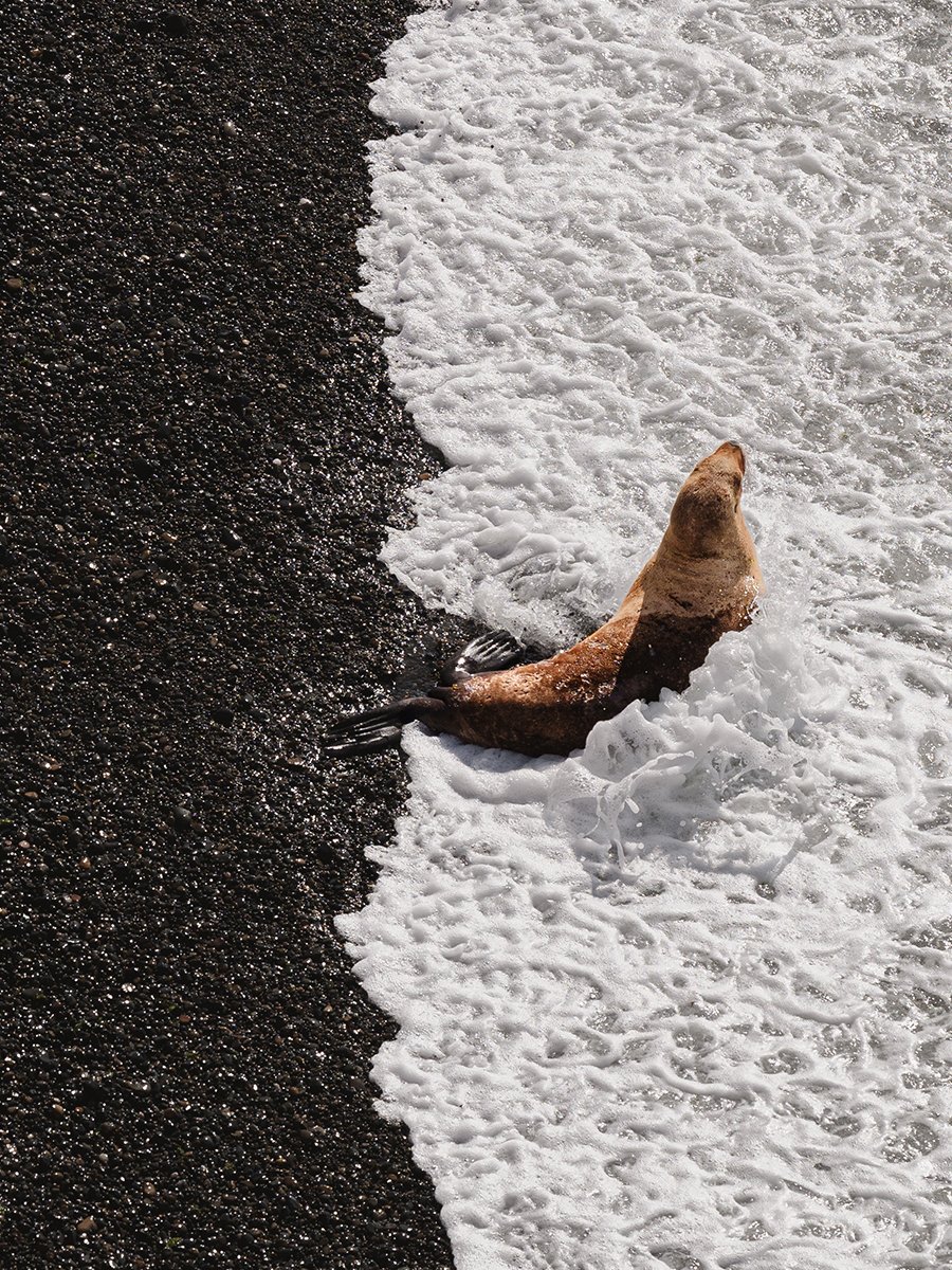 Photographie d'un lion de mer en Patagonie