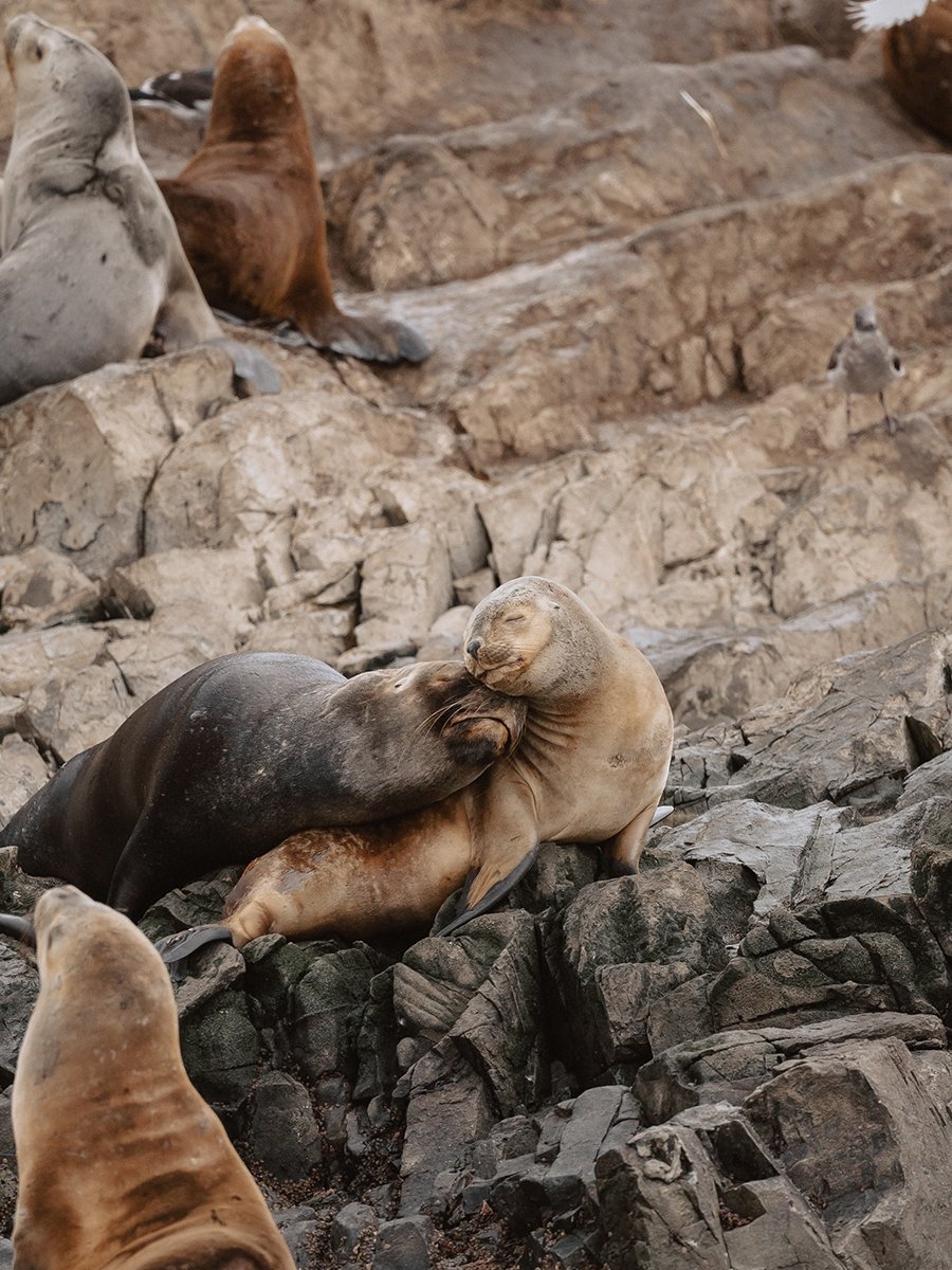 Photographie de lions de mer à Ushuaia en Patagonie